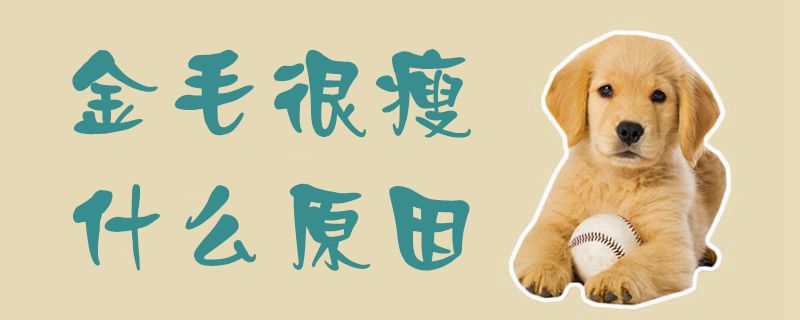 金毛非常瘦哪些原因