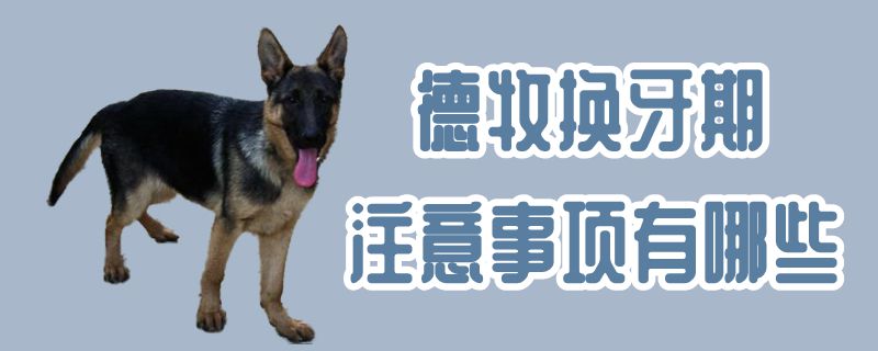 德牧换牙期有什么需要注意的地方