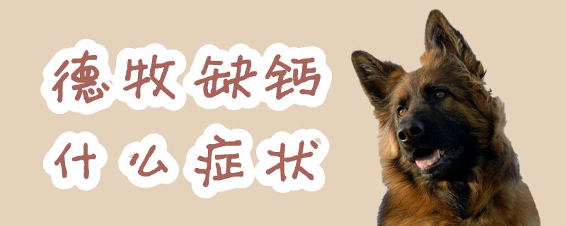 德牧缺钙哪些症状