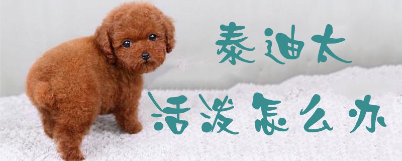 泰迪太活泼如何解决