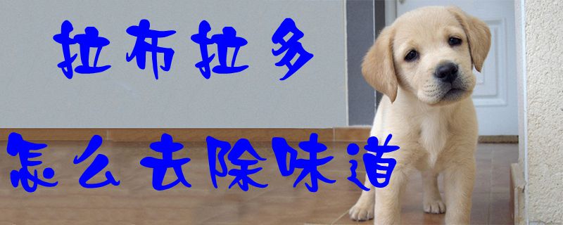 拉布拉多如何去除味道