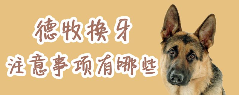 德牧换牙有什么需要注意的地方