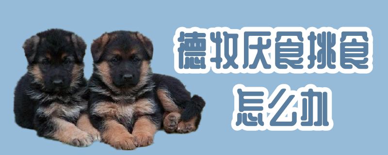 德牧厌食挑食如何解决