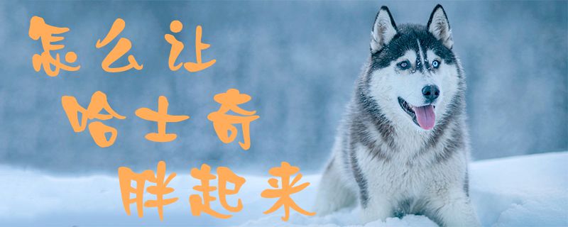 如何让哈士奇胖起来