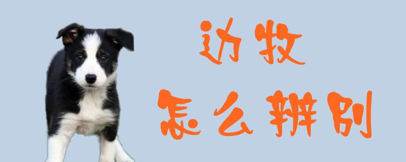 边牧如何分辨