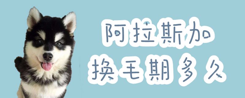 阿拉斯加换毛期多长时间
