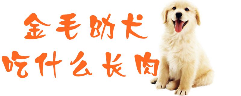 金毛幼犬吃那些长肉