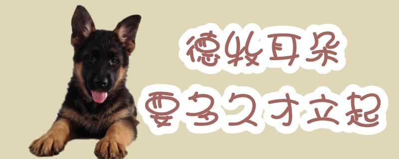 德牧耳朵要多长时间才立起