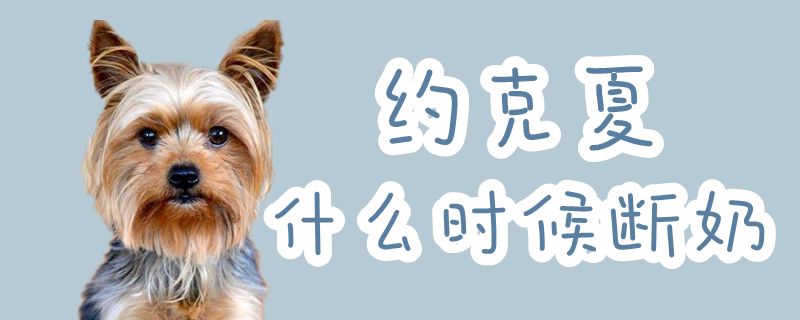 约克夏什么时间断奶