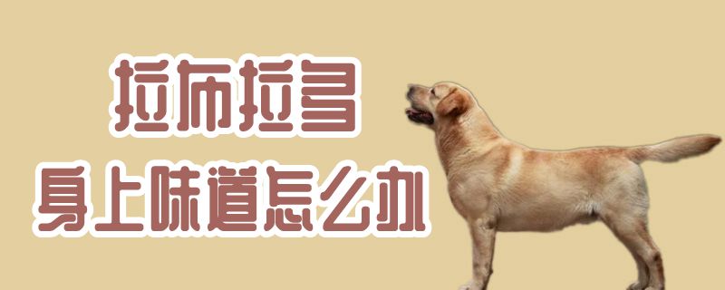 拉布拉多身上味道如何解决