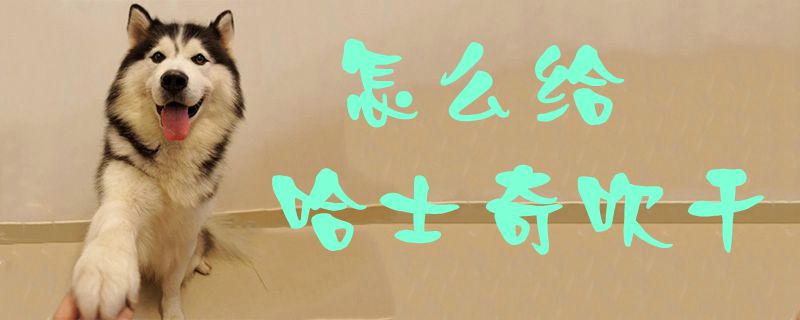 如何给哈士奇吹干
