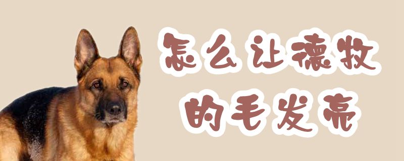 如何让德牧的毛发亮