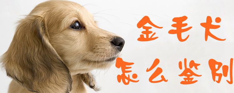 金毛犬如何辨别