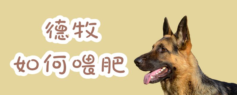 德牧怎么样喂肥