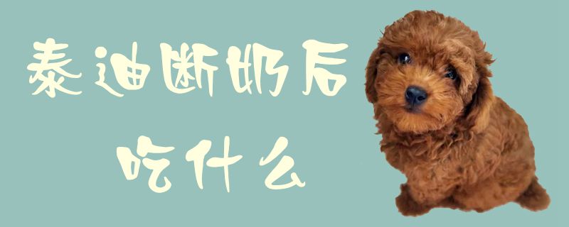 泰迪断奶后吃那些