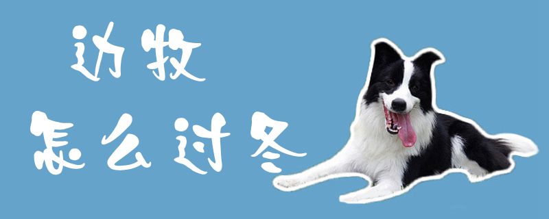边牧如何过冬