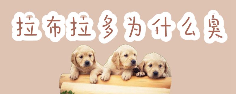 拉布拉多为何臭