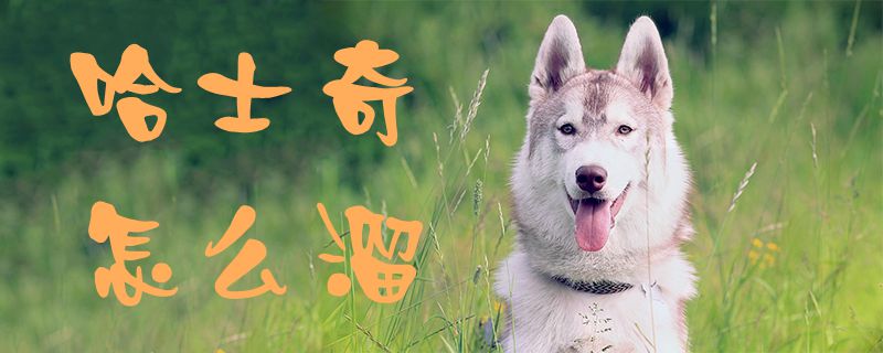 哈士奇如何溜