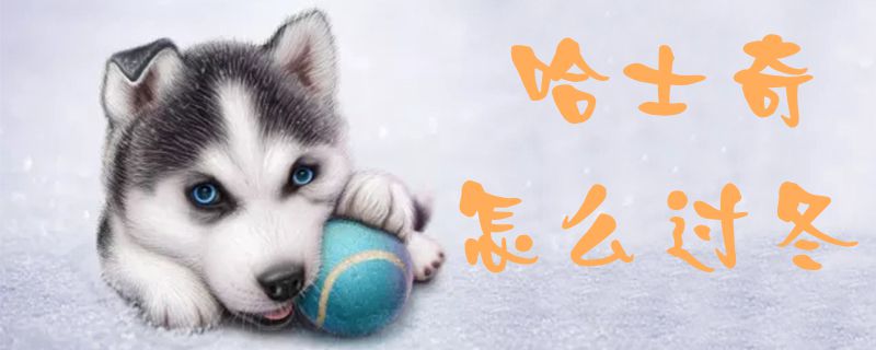 哈士奇如何过冬