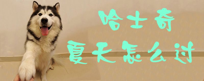 哈士奇夏季如何过