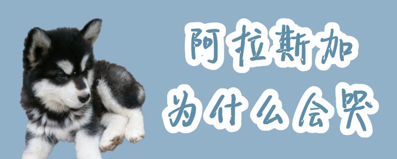 阿拉斯加为何会哭