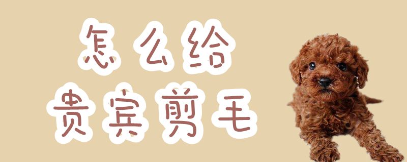 如何给贵宾剪毛