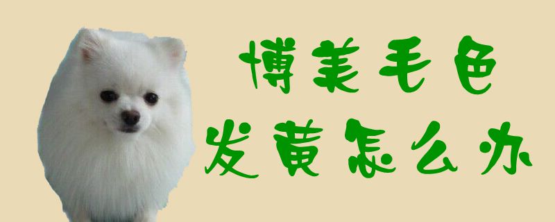 博美毛色发黄如何解决