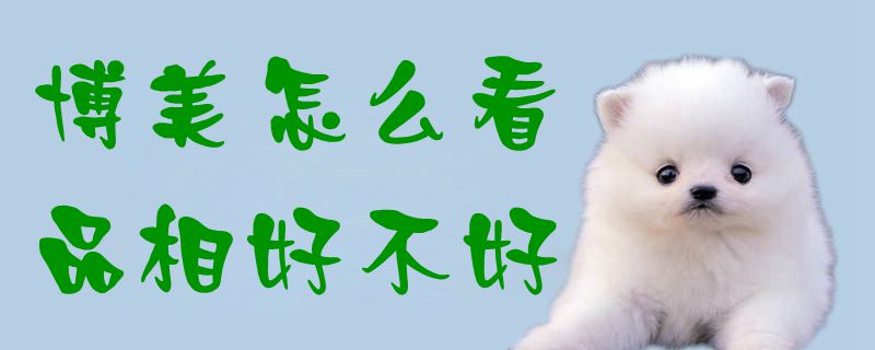 博美如何看品相怎么样