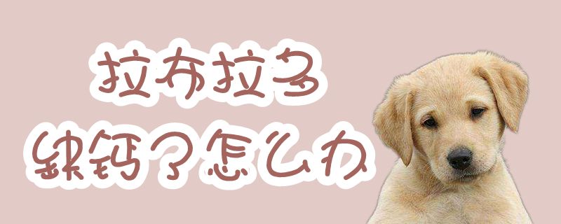 拉布拉多缺钙了如何解决