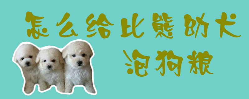 如何给比熊幼犬泡狗粮