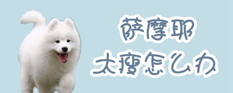 萨摩耶太瘦如何解决