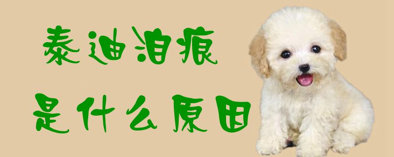 泰迪泪痕是哪些原因