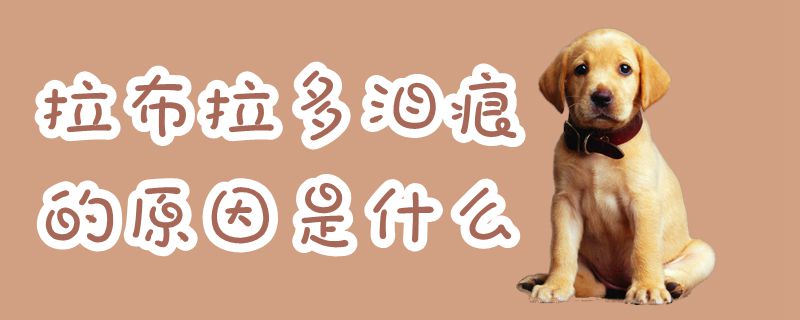 拉布拉多泪痕是什么原因什么