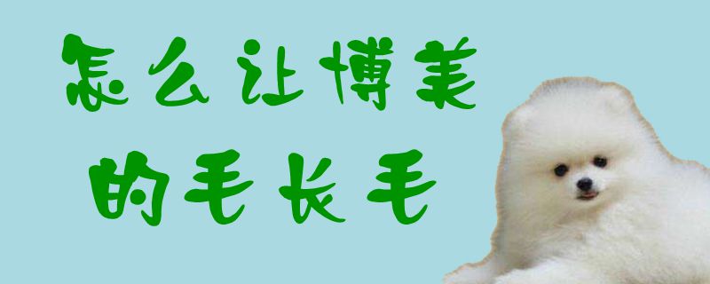 如何让博美的毛长毛