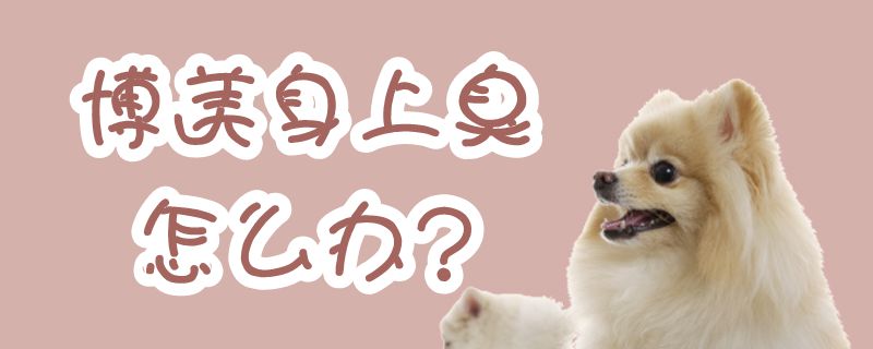 博美身上臭如何解决