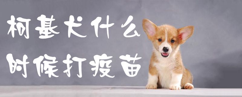 柯基犬什么时候打疫苗-第1张图片 柯基犬什么时候打疫苗-第1张图片