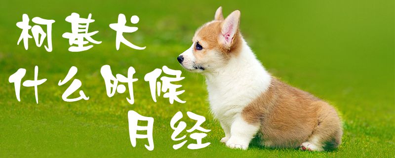 柯基犬什么时候月经-第1张图片 柯基犬什么时候月经-第1张图片