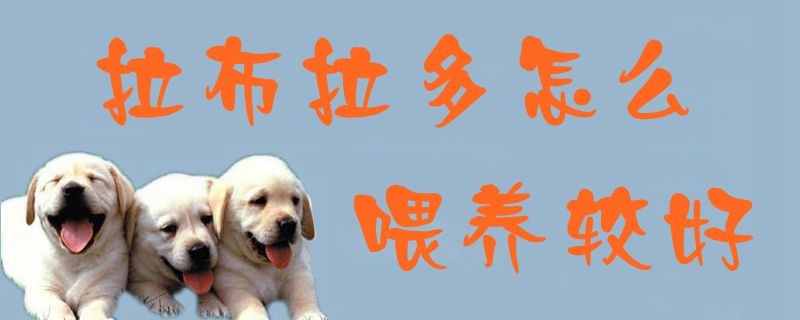 拉布拉多如何喂养较好