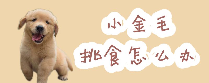 小金毛挑食如何解决