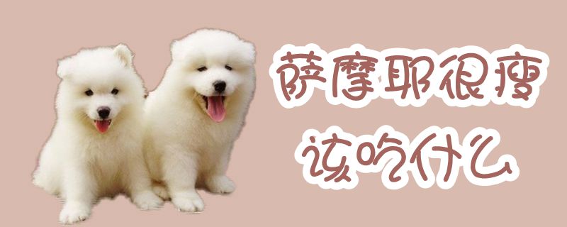 萨摩耶非常瘦该吃那些