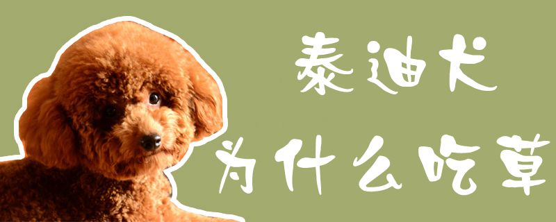 泰迪犬为何吃草