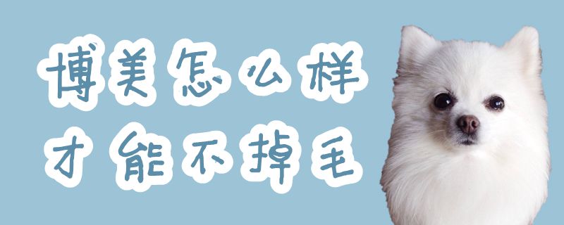 博美如何才能不掉毛