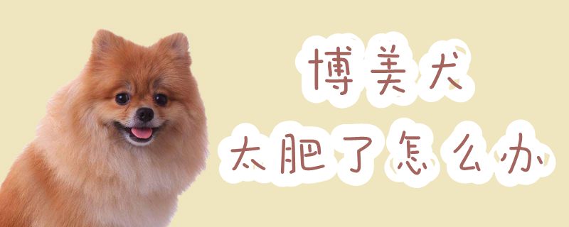博美犬太肥了如何解决