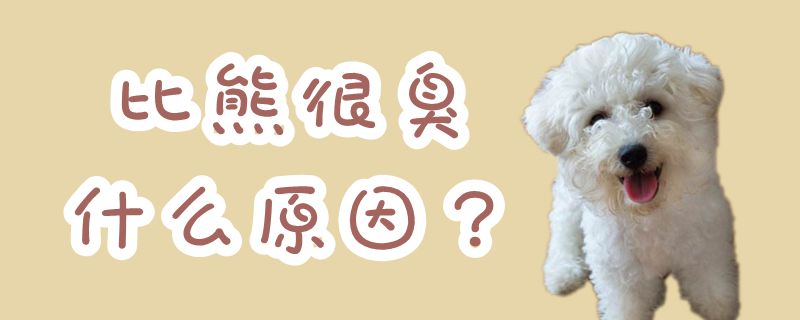 比熊非常臭哪些原因