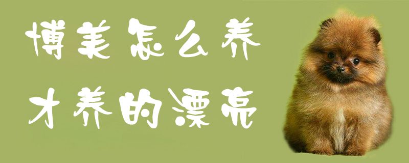 博美如何养才养的漂亮