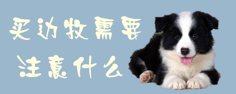 买边牧应该注意什么