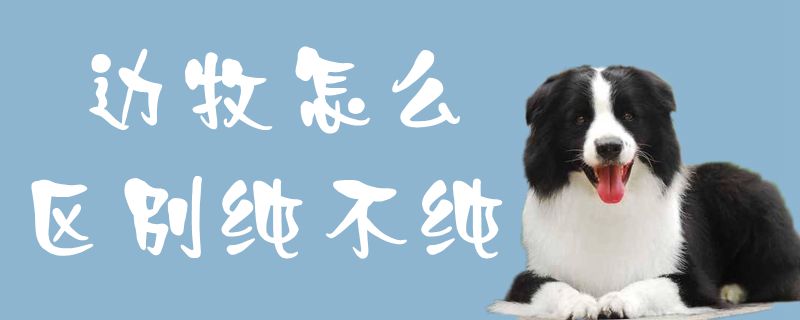 边牧如何不同纯不纯