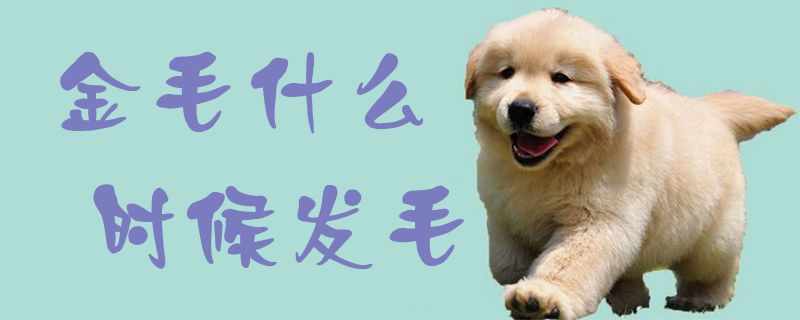金毛什么时间发毛