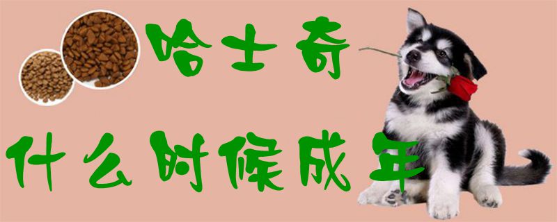 哈士奇什么时间成年