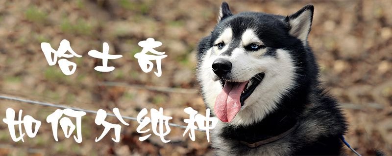 哈士奇怎么样分纯种